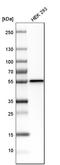 Dystrobrevin Binding Protein 1 antibody, HPA029616, Atlas Antibodies, Western Blot image 