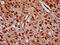 Zinc Finger Protein 367 antibody, CSB-PA026703LA01HU, Cusabio, Immunohistochemistry frozen image 