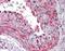 Caveolin 1 antibody, orb86549, Biorbyt, Immunohistochemistry paraffin image 