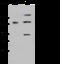 ITG antibody, 106841-T32, Sino Biological, Western Blot image 