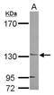 Jouberin antibody, NBP2-15310, Novus Biologicals, Western Blot image 