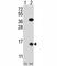 Small ubiquitin-related modifier 2-A antibody, F42523-0.4ML, NSJ Bioreagents, Western Blot image 