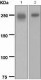 Laminin subunit beta-1 antibody, TA307880, Origene, Western Blot image 