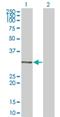 MyoD Family Inhibitor antibody, H00004188-M07, Novus Biologicals, Western Blot image 
