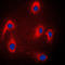 Mitogen-Activated Protein Kinase 8 Interacting Protein 3 antibody, LS-C353338, Lifespan Biosciences, Immunofluorescence image 