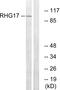 Rho GTPase-activating protein 17 antibody, GTX87907, GeneTex, Western Blot image 