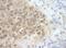 Cell division control protein 6 homolog antibody, IHC-00722, Bethyl Labs, Immunohistochemistry frozen image 