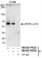 LUC7L3 antibody, NB100-74625, Novus Biologicals, Western Blot image 