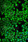 Leukotriene A(4) hydrolase antibody, A2502, ABclonal Technology, Immunofluorescence image 