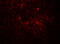 Jagged Canonical Notch Ligand 1 antibody, 8059, ProSci, Immunofluorescence image 
