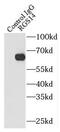Regulator Of G Protein Signaling 14 antibody, FNab07266, FineTest, Immunoprecipitation image 
