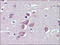 Transient Receptor Potential Cation Channel Subfamily M Member 2 antibody, AP23104PU-N, Origene, Immunohistochemistry frozen image 