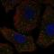 Polypeptide N-Acetylgalactosaminyltransferase 9 antibody, HPA075016, Atlas Antibodies, Immunocytochemistry image 