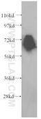 Kelch Like ECH Associated Protein 1 antibody, 60027-1-Ig, Proteintech Group, Western Blot image 
