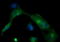 Melan-A antibody, LS-C174654, Lifespan Biosciences, Immunofluorescence image 