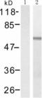 HsMAD2 antibody, TA321256, Origene, Western Blot image 