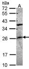 GRB2 Related Adaptor Protein antibody, LS-C185634, Lifespan Biosciences, Western Blot image 
