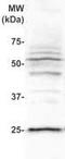 Placenta Enriched 1 antibody, TA354856, Origene, Western Blot image 
