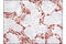 Vimentin antibody, 5741, Cell Signaling Technology, Immunohistochemistry frozen image 