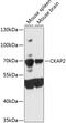 Cytoskeleton-associated protein 2 antibody, 23-896, ProSci, Western Blot image 