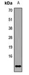 PCNA Clamp Associated Factor antibody, orb411738, Biorbyt, Western Blot image 