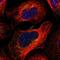 Stannin antibody, NBP1-91104, Novus Biologicals, Immunocytochemistry image 