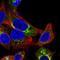 Albumin antibody, HPA031024, Atlas Antibodies, Immunocytochemistry image 