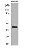 Ankyrin repeat domain-containing protein 1 antibody, orb160234, Biorbyt, Western Blot image 