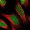 Ellis-van Creveld syndrome protein antibody, NBP1-84038, Novus Biologicals, Immunofluorescence image 