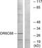 Olfactory Receptor Family 6 Subfamily C Member 68 antibody, TA316463, Origene, Western Blot image 