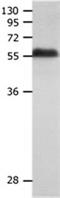 Potassium Voltage-Gated Channel Subfamily A Member 1 antibody, orb107540, Biorbyt, Western Blot image 