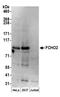 FCH Domain Only 2 antibody, A304-560A, Bethyl Labs, Western Blot image 