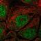 EF-Hand Calcium Binding Domain 1 antibody, NBP2-56874, Novus Biologicals, Immunocytochemistry image 
