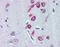 Phosphoenolpyruvate Carboxykinase 1 antibody, MBS421439, MyBioSource, Immunohistochemistry frozen image 