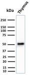 CK-15 antibody, AE00282, Aeonian Biotech, Western Blot image 