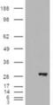 3-hydroxybutyrate dehydrogenase type 2 antibody, NB100-93379, Novus Biologicals, Western Blot image 
