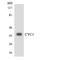 Cytochrome C1 antibody, LS-C291846, Lifespan Biosciences, Western Blot image 
