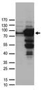 WD Repeat Domain 48 antibody, TA890061S, Origene, Western Blot image 