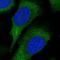 PACT antibody, HPA034997, Atlas Antibodies, Immunofluorescence image 