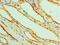Glutamic--Pyruvic Transaminase antibody, A56418-100, Epigentek, Immunohistochemistry paraffin image 