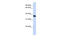Ring Finger Protein 115 antibody, 25-828, ProSci, Enzyme Linked Immunosorbent Assay image 