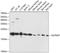 Angiotensin II Receptor Associated Protein antibody, A04415, Boster Biological Technology, Western Blot image 