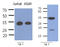 Phosducin Like 3 antibody, AM50357PU-S, Origene, Western Blot image 