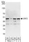 Upstream stimulatory factor 2 antibody, A303-540A, Bethyl Labs, Western Blot image 