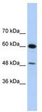 DAZ-associated protein 1 antibody, TA343885, Origene, Western Blot image 