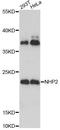 NHP2 Ribonucleoprotein antibody, A5991, ABclonal Technology, Western Blot image 