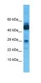 Chromobox 8 antibody, orb330056, Biorbyt, Western Blot image 