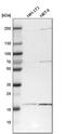 Zinc finger HIT domain-containing protein 1 antibody, PA5-53903, Invitrogen Antibodies, Western Blot image 