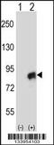 Cullin 4A antibody, 57-322, ProSci, Western Blot image 