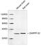 Protein Phosphatase 1 Regulatory Inhibitor Subunit 1B antibody, LS-C203152, Lifespan Biosciences, Western Blot image 